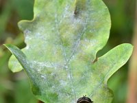 Helophilus pendulus 30, Gewone pendelvlieg, Saxifraga-Tom Heijnen