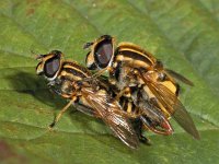 Helophilus pendulus : Helophilus pendulus, Gewone Pendelvlieg, copula