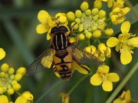 Helophilus pendulus 6, Gewone pendelzweefvlieg, Saxifraga-Peter Meininger