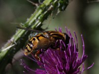 Helophilus pendulus 7, Gewone pendelzweefvlieg, Saxifraga-Rutger Barendse