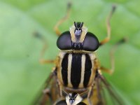 Helophilus pendulus 8, Gewone pendelzweefvlieg, Saxifraga-Rutger Barendse