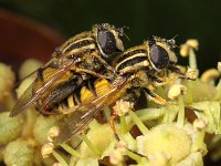 Helophilus pendulus 9, Gewone pendelzweefvlieg, Saxifraga-Peter Meininger