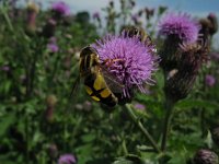 Helophilus trivittatus 10, Citroenpendelvlieg, Saxifraga-Rutger Barendse