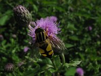 Helophilus trivittatus 11, Citroenpendelvlieg, Saxifraga-Rutger Barendse