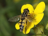 Helophilus trivittatus 12, Citroenpendelvlieg, Saxifraga-Peter Meininger