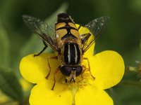 Helophilus trivittatus 13, Citroenpendelvlieg, Saxifraga-Peter Meininger