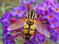 Helophilus trivittatus 15, Citroenpendelvlieg, Saxifraga-Ab H Baas