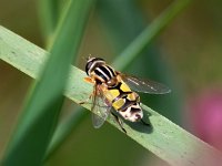 Helophilus trivittatus 17, Citroenpendelvlieg, Saxifraga-Bart Vastenhouw