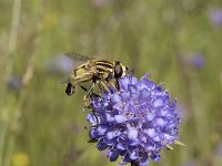 Helophilus trivittatus 18, Citroenpendelvlieg, Saxifraga-Willem van Kruijsbergen