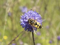 Helophilus trivittatus 19, Citroenpendelvlieg, Saxifraga-Willem van Kruijsbergen