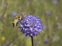 Helophilus trivittatus 20, Citroenpendelvlieg, Saxifraga-Willem van Kruijsbergen