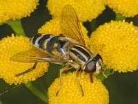 Helophilus trivittatus #09819 : Helophilus trivittatus, Citroenpendelvlieg, female