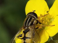 Helophilus trivittatus 6, Citroenpendelvlieg, Saxifraga-Peter Meininger