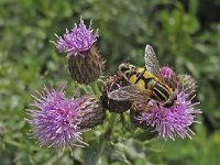 Helophilus trivittatus N0778 : Helophilus trivittatus, Citroenpendelvlieg, female