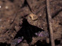 Hemipenthes morio 1, Duinrouwzwever, Saxifraga-Frits Bink