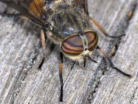 Hybomitra cf bimaculata #02009 : Hybomitra cf bimaculata, Horse fly, Bosknobbeldaas