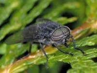 Hybomitra micans 01 #01597 : Hybomitra micans, Horse fly, Paardevlieg, male