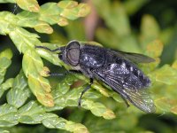 Hybomitra micans 01 #01601 : Hybomitra micans, Horse fly, Paardevlieg, male