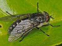 Hybomitra micans 4, Glanzende knobbeldaas, Saxifraga-Ab H Baas