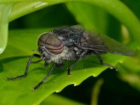 Hybomitra micans 5, Glanzende knobbeldaas, Saxifraga-Ab H Baas