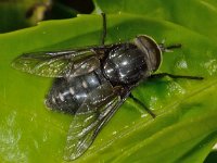 Hybomitra micans 6, Glanzende knobbeldaas, Saxifraga-Ab H Baas