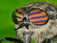 Hybomitra micans 7, Glanzende knobbeldaas, Saxifraga-Ab H Baas