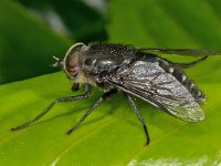 Hybomitra micans 9, Glanzende knobbeldaas, Saxifraga-Ab H Baas