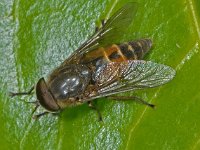 Hybomitra muehlfeldi 3, Veenknobbeldaas, male, Saxifraga-Ab H Baas