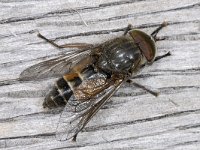 Hybomitra #02003 : Hybomitra, Horse fly, Daas