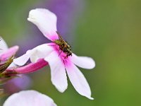 Hydrophoria linogrisea 3, Saxifraga-Tom Heijnen