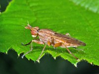 Ilione albiseta 1, Saxifraga-Ab H Baas