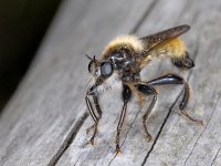 Laphria flava