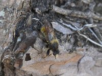 Laphria flava 3, Gele hommelroofvlieg, Saxifraga-Peter Meininger