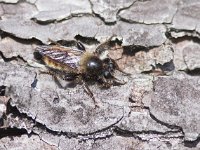 Laphria flava 4, Gele hommelroofvlieg, Saxifraga-Mark Zekhuis