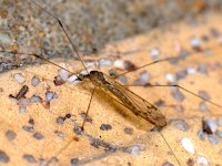 Limoniidae 01 #00759 : Limoniidae, Limoniid Crane Flies, male