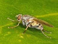 Lispocephala alma 1, Saxifraga-Ab H Baas