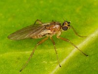 Lonchoptera lutea 2, Saxifraga-Ab H Baas