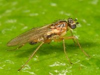 Lonchoptera lutea 3, Saxifraga-Ab H Baas