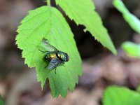 Lucilia bufonivora, Paddenvlieg, Saxifraga-Tom Heijnen