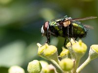 Lucilia sericata 1, Groene vleesvlieg, Saxifraga-Mark Zekhuis