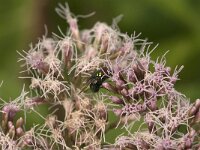 Lucilia sp 11, Vleesvlieg, Saxifraga-Jan van der Straaten