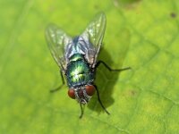 Lucilia sp 15, Vleesvlieg, Saxifraga-Tom Heijnen