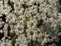 Lucilia sp 5 (right), Vleesvlieg, Saxifraga-Jan van der Straaten