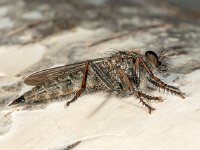 Machimus atricapillus 6, Gewone roofvlieg, female, Saxifraga-Ab H Baas