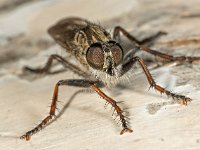 Machimus atricapillus 7, Gewone roofvlieg, female, Saxifraga-Ab H Baas