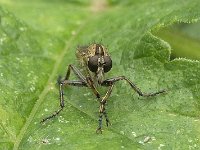 Machimus cingulatus N0826 : Machimus cingulatus, female