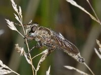 Machimus cingulatus #03592 : Machimus cingulatus, Robber fly, Ringpootroofvlieg, male