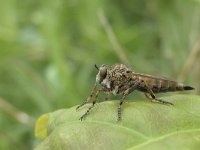 Machimus cingulatus N0441 : Machimus cingulatus, female