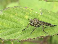 Machimus cingulatus N0547 : Machimus cingulatus, female