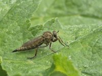 Machimus cingulatus N0825 : Machimus cingulatus, female